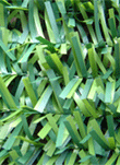 Seto